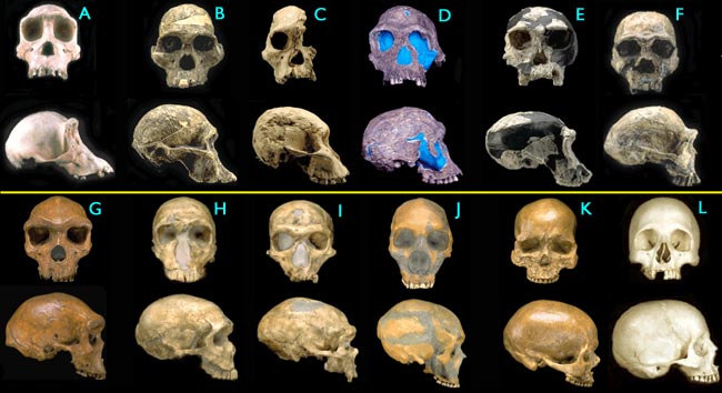 [Figure
1.4.3: Hominid skulls]