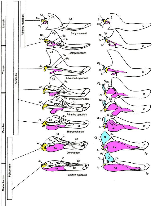 [Figure1.4.2 (cartoon of vertebrate
jaws)]